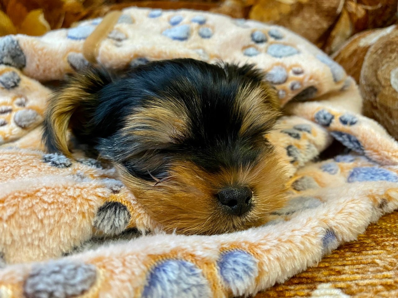 Спящая собака