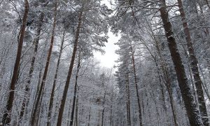 Зимний сосновый лес