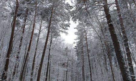Зимний сосновый лес