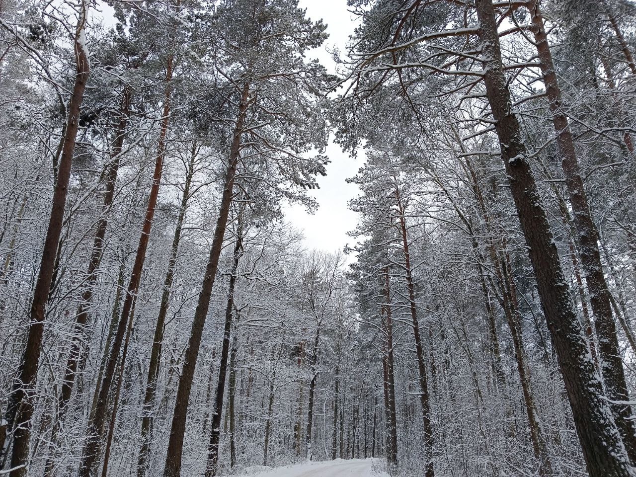 Зимний сосновый лес