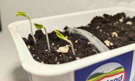 Прорастание рассады