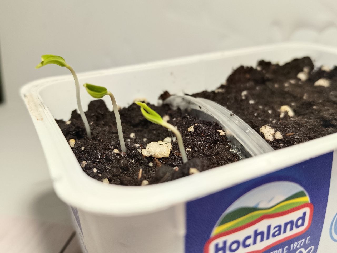 Прорастание рассады