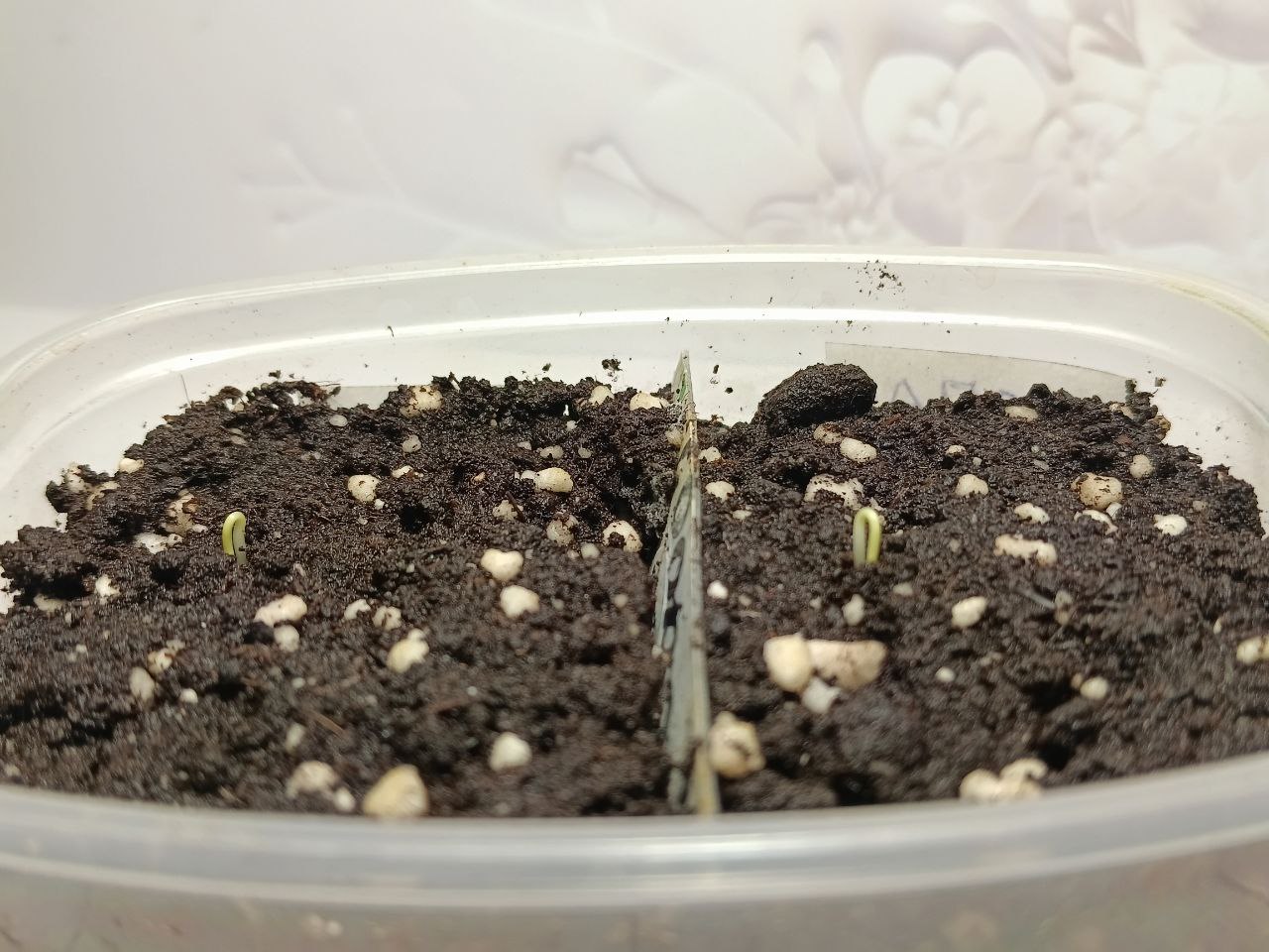 Рассада цветов