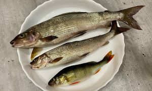 Три рыбы в тарелке