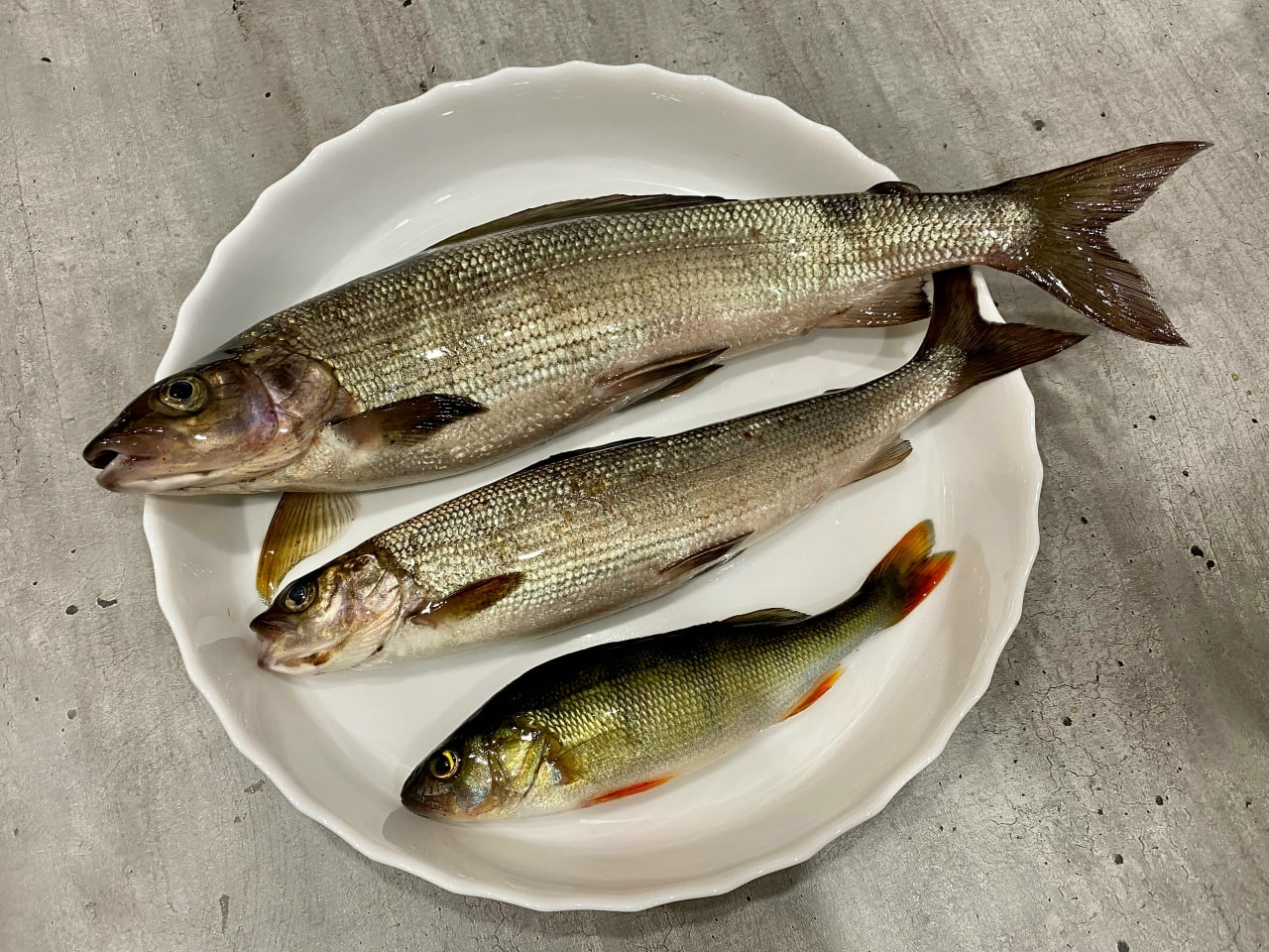 Три рыбы в тарелке