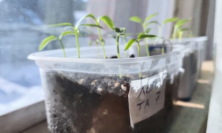 Рассада на окне