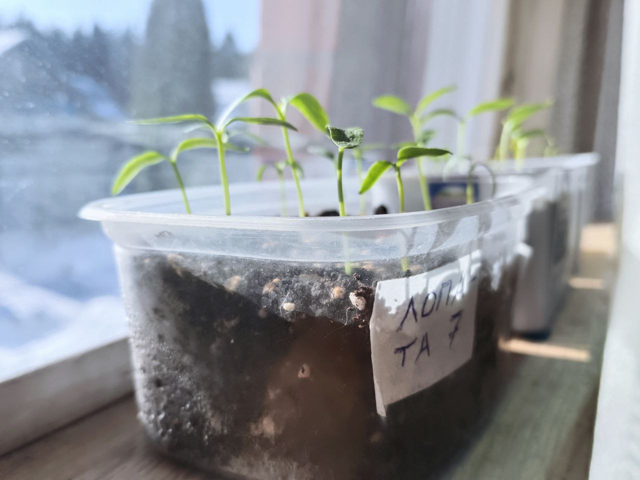 Рассада на окне