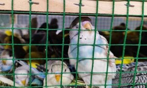 волнистые попугаи в клетке