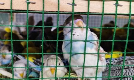 волнистые попугаи в клетке