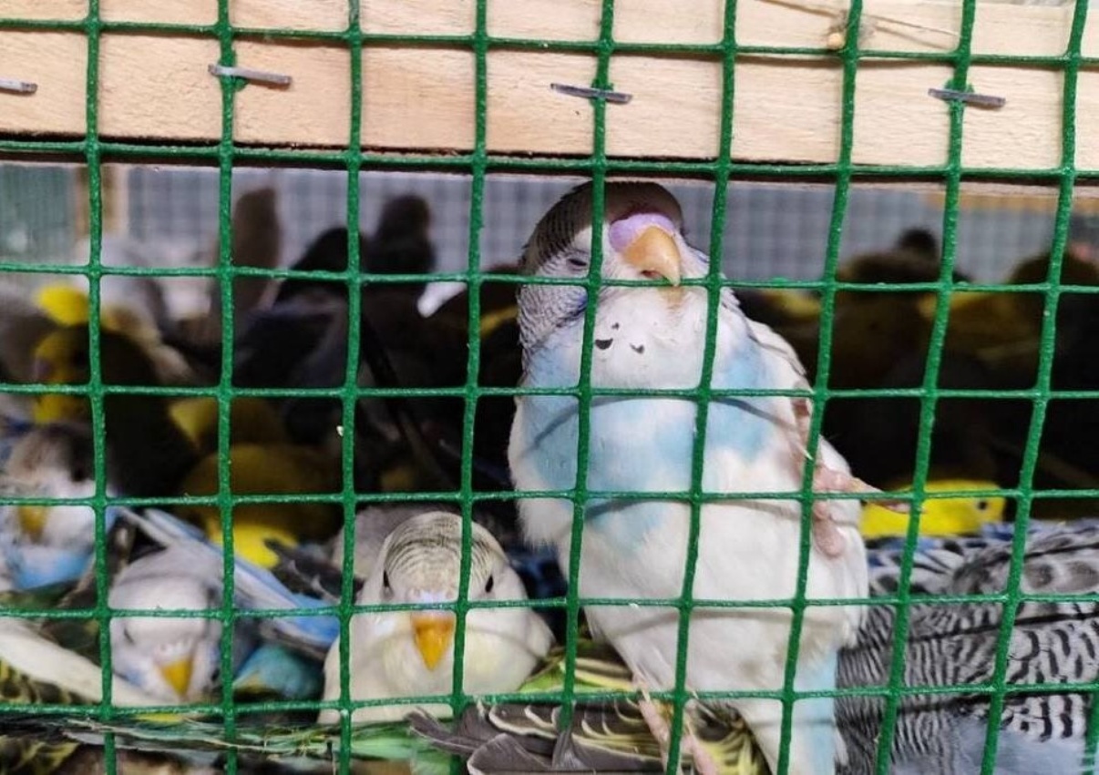 волнистые попугаи в клетке