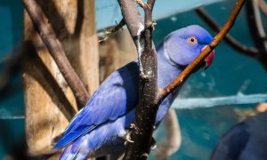 Попугай в екатеринбургском зоопарке