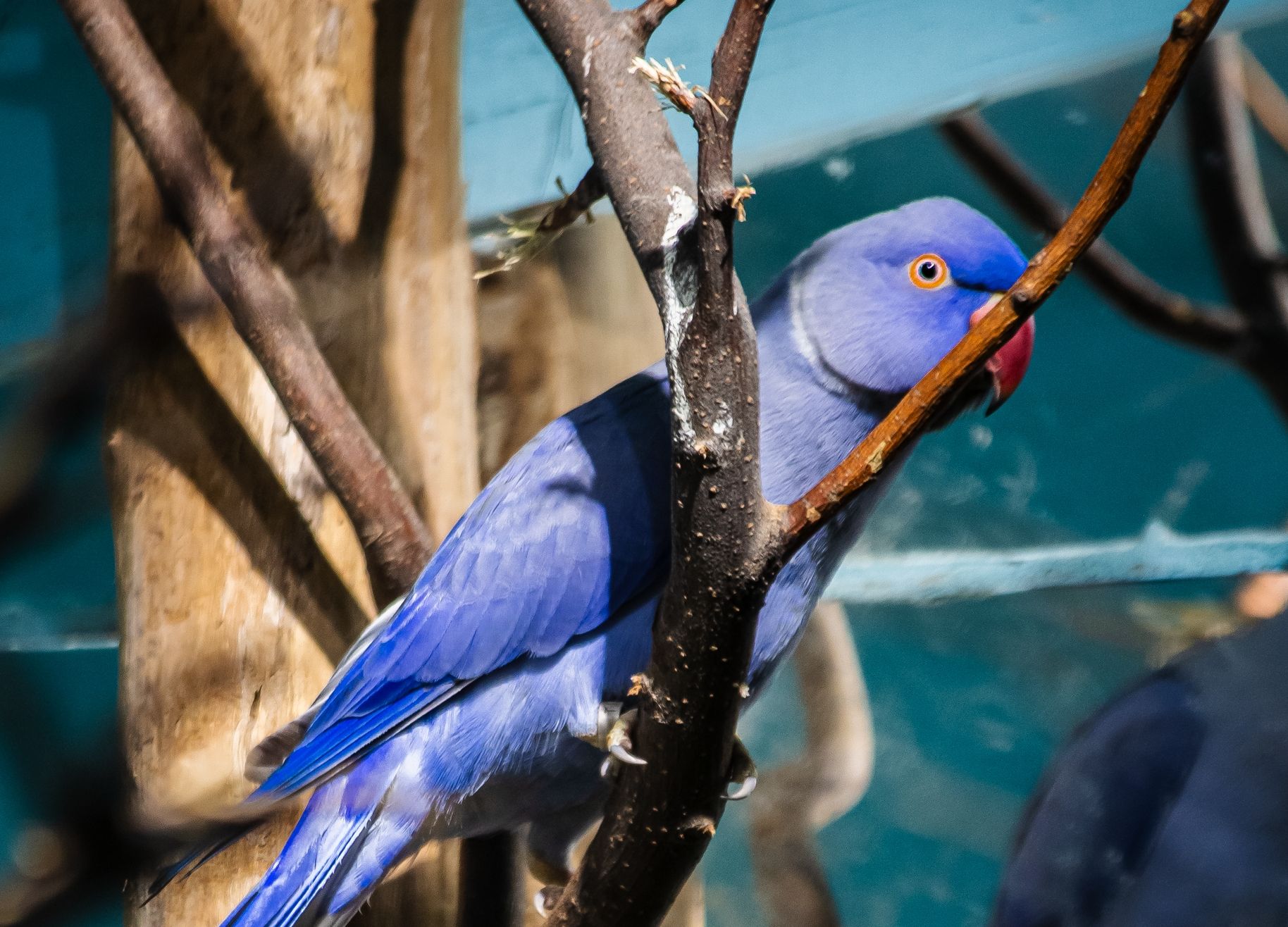 Попугай в екатеринбургском зоопарке