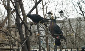 Голуби сидят на дереве