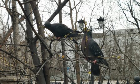 Голуби сидят на дереве