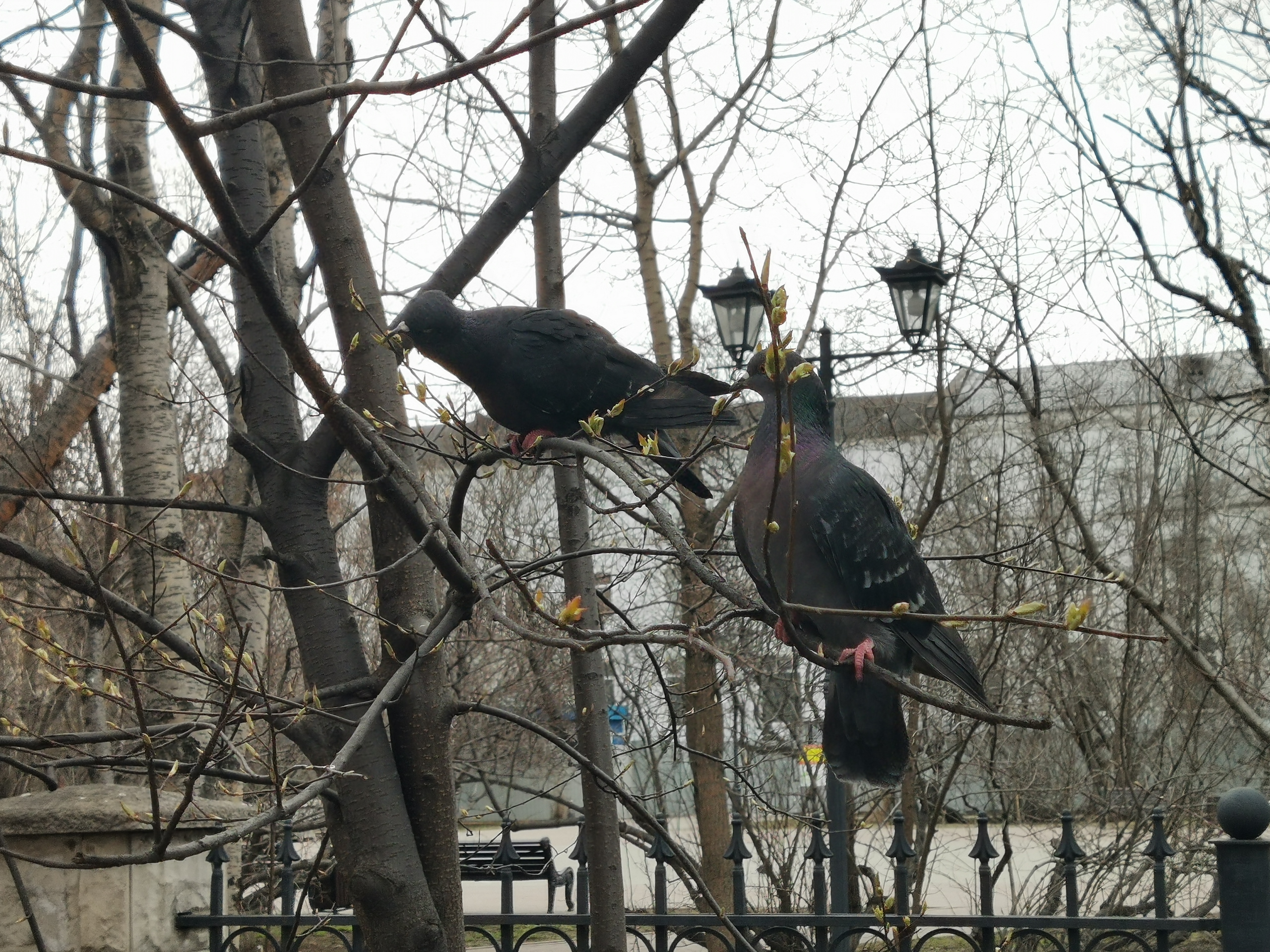 Голуби сидят на дереве