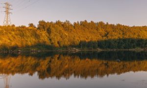река и лес