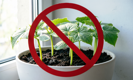 Не занимайтесь саженцами в феврале