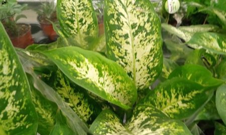 диффкебахия