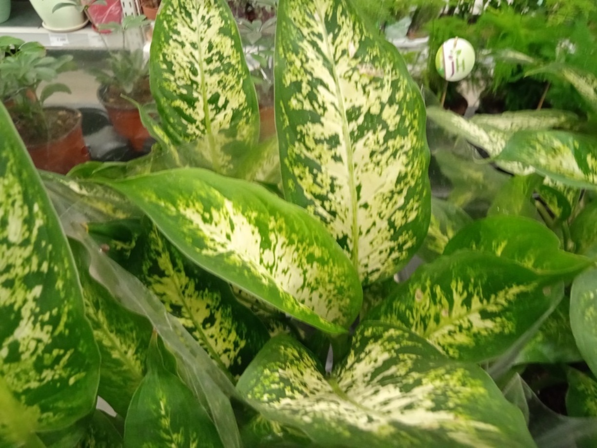 диффкебахия