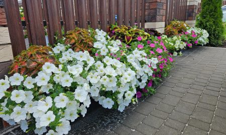 цветение петуний