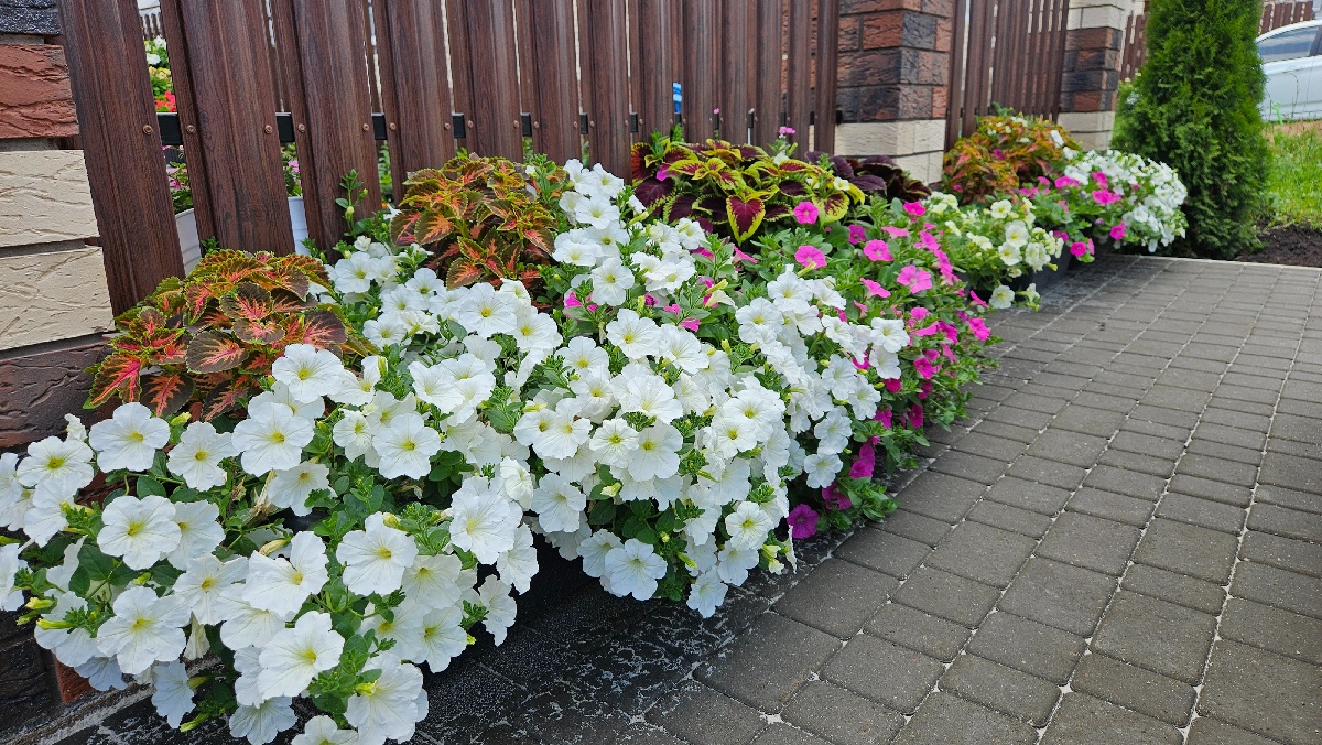 цветение петуний