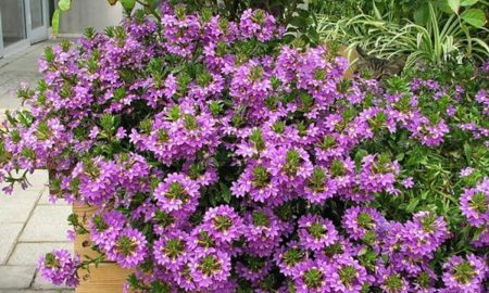 цветы на участке