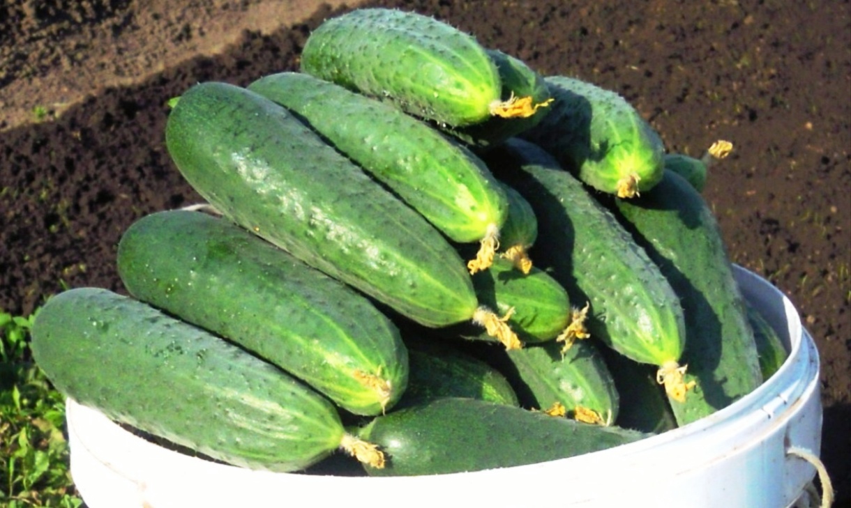 урожай огурцов в ведре