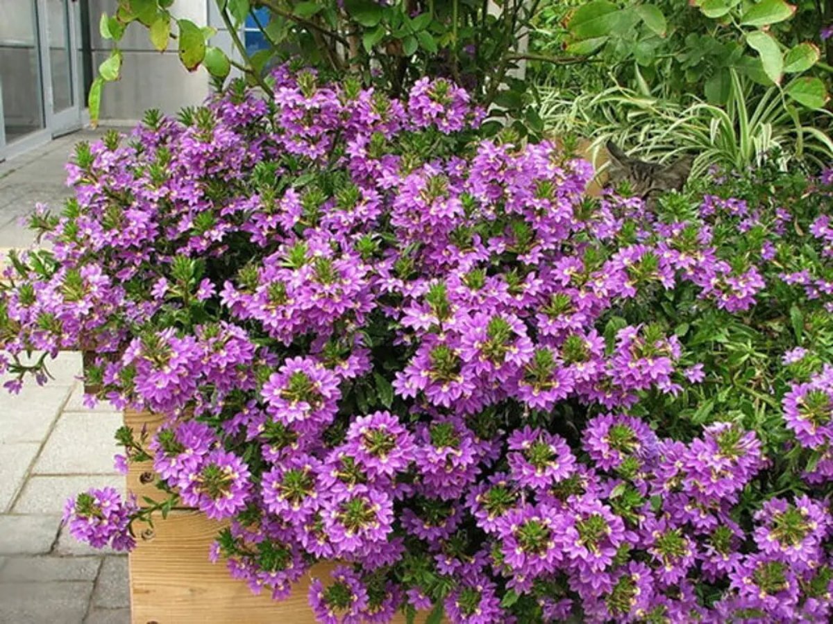 цветы на участке