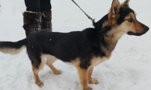 Собака