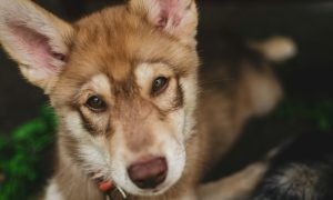 Щенок хаски и другой породы