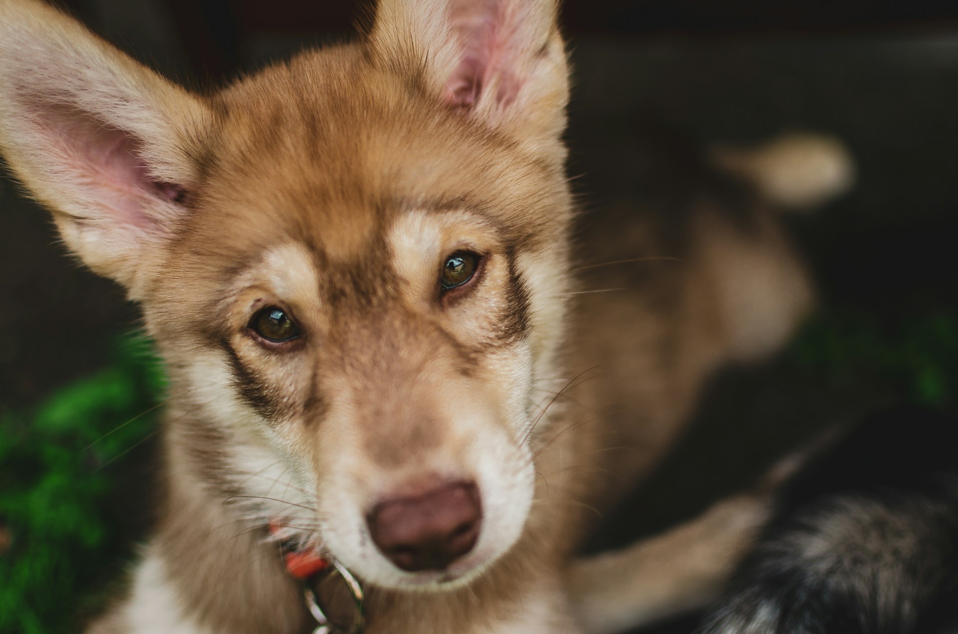 Щенок хаски и другой породы