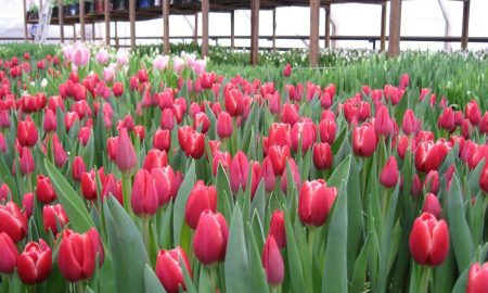 тюльпаны в теплице