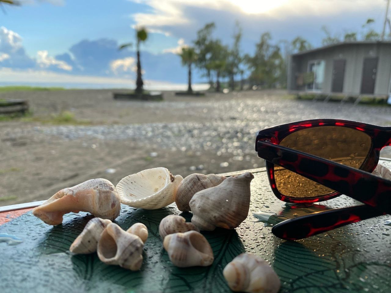 Ракушки на фоне моря