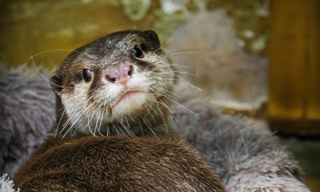 Выдра Василек в зоопарке