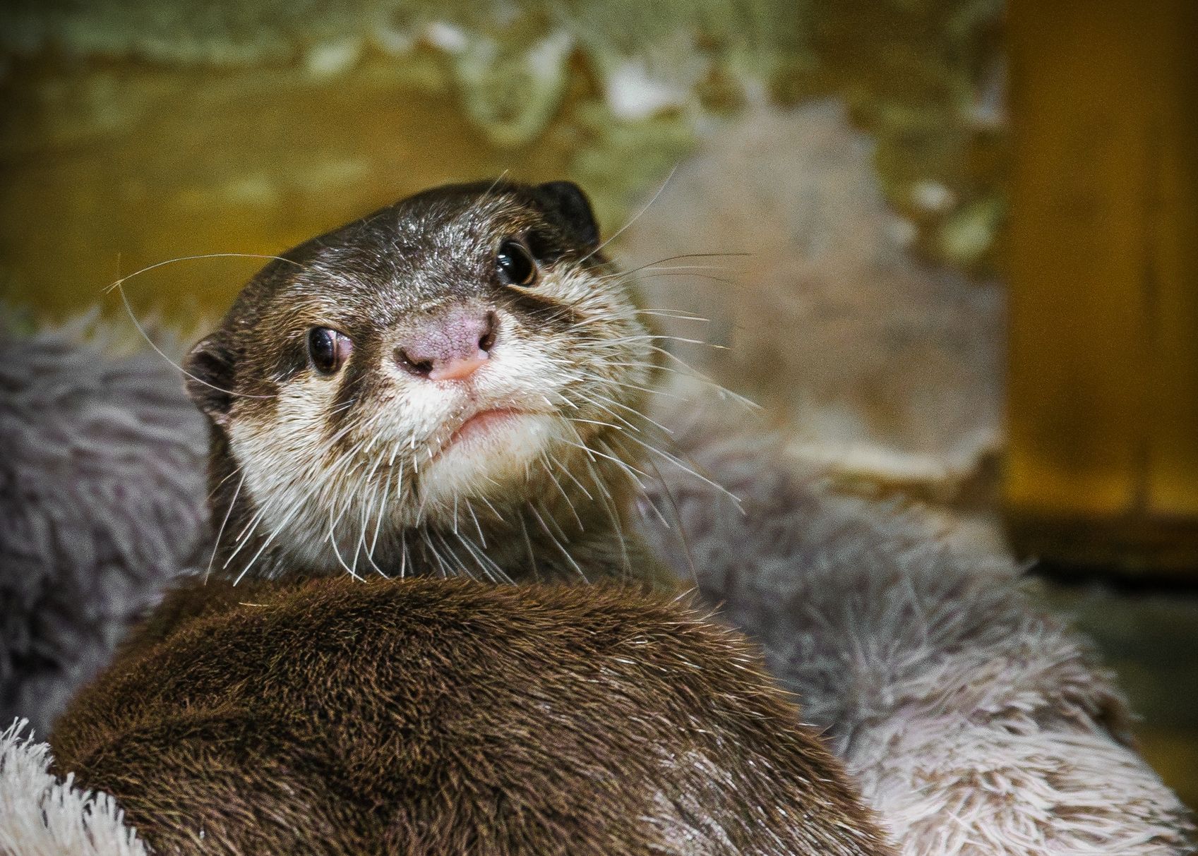 Выдра Василек в зоопарке