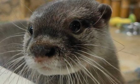 Выдра из Екатеринбургского зоопарка