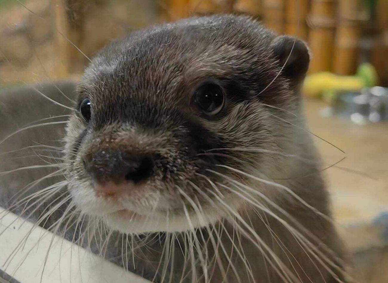 Выдра из Екатеринбургского зоопарка