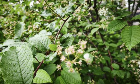 Деревья в саду