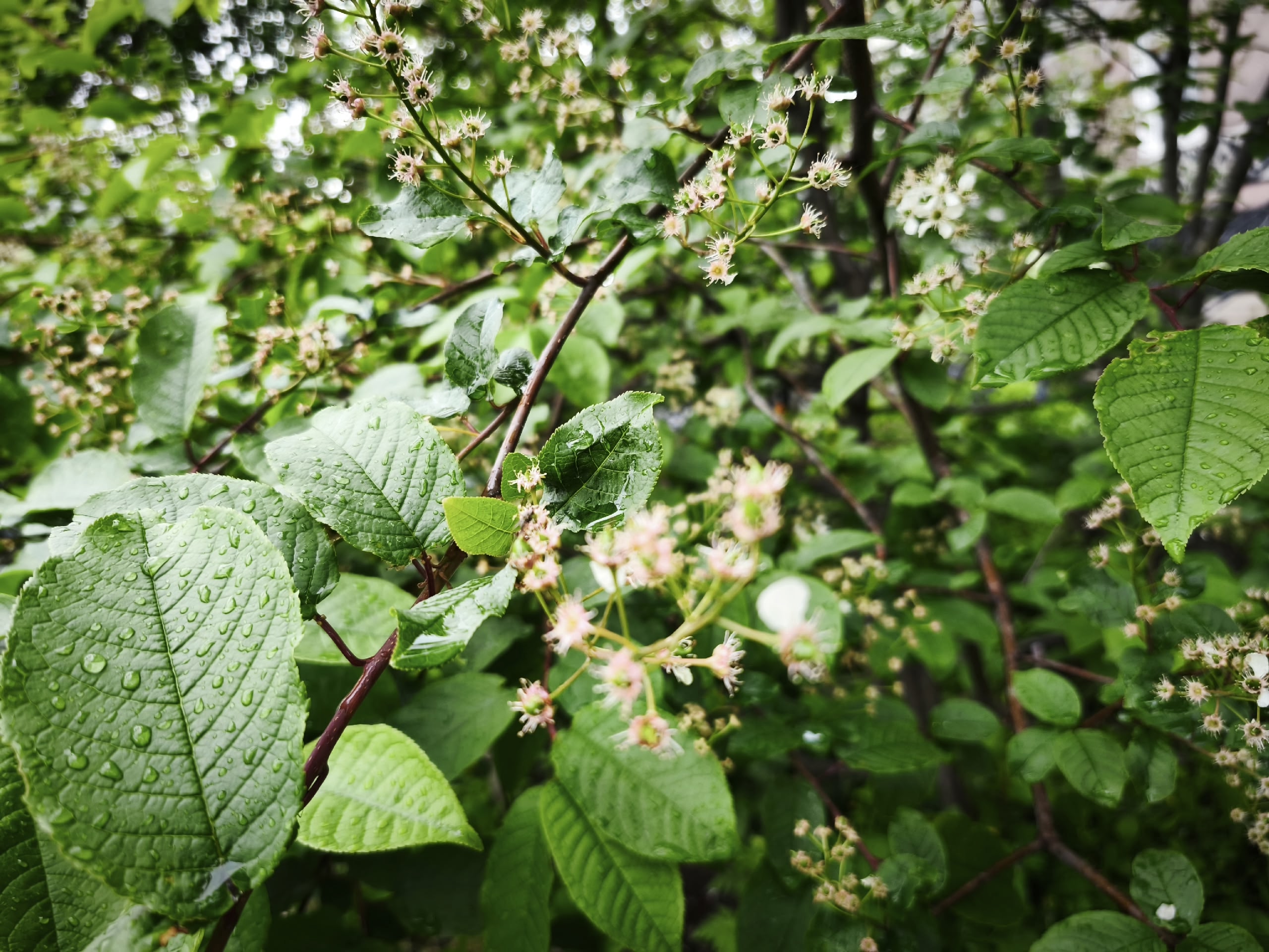 Деревья в саду