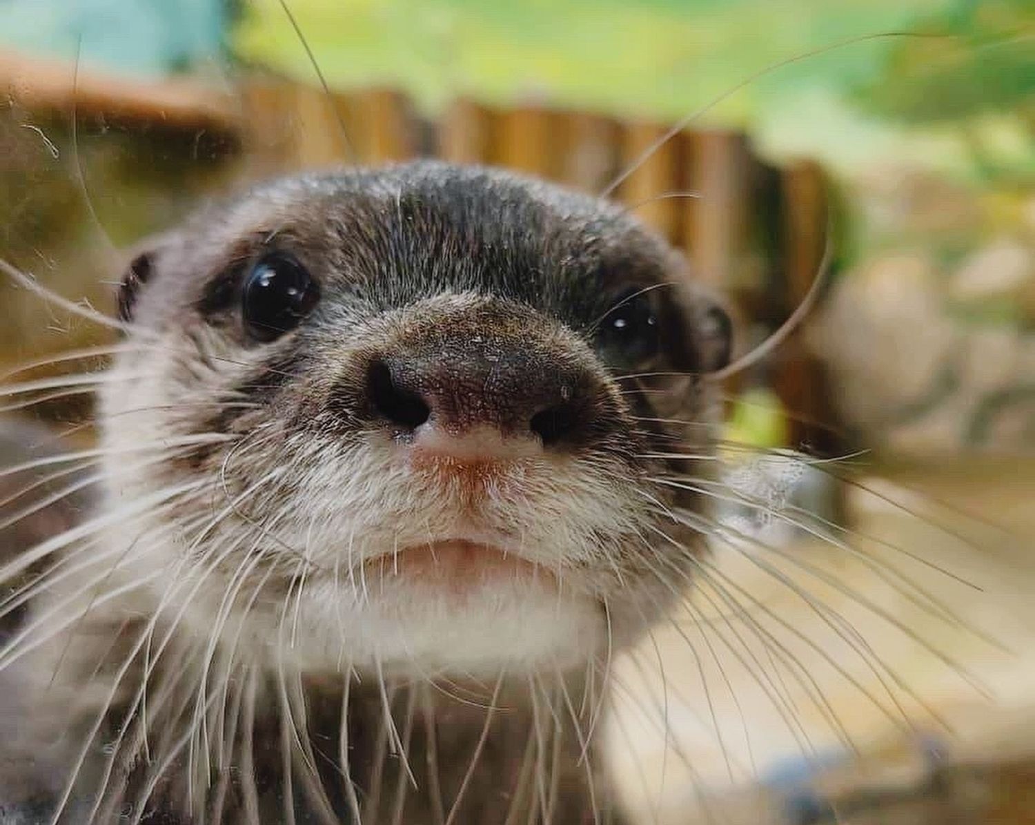 Бескоготная выдра Василек