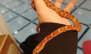 Мужчина держит змею