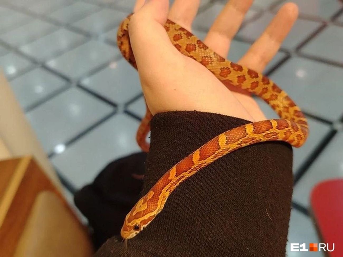 Мужчина держит змею