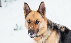 Немецкая овчарка