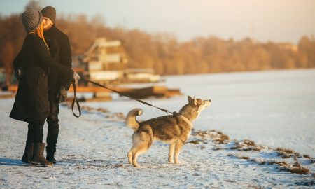 Собака на набережной