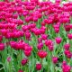 Тюльпаны
