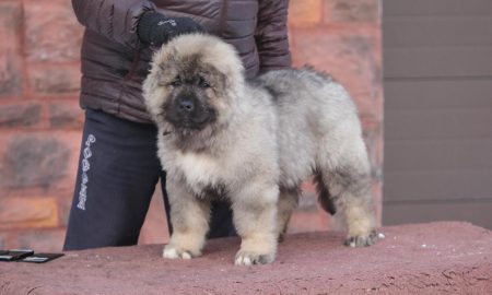 Кавказская овчарка щенок