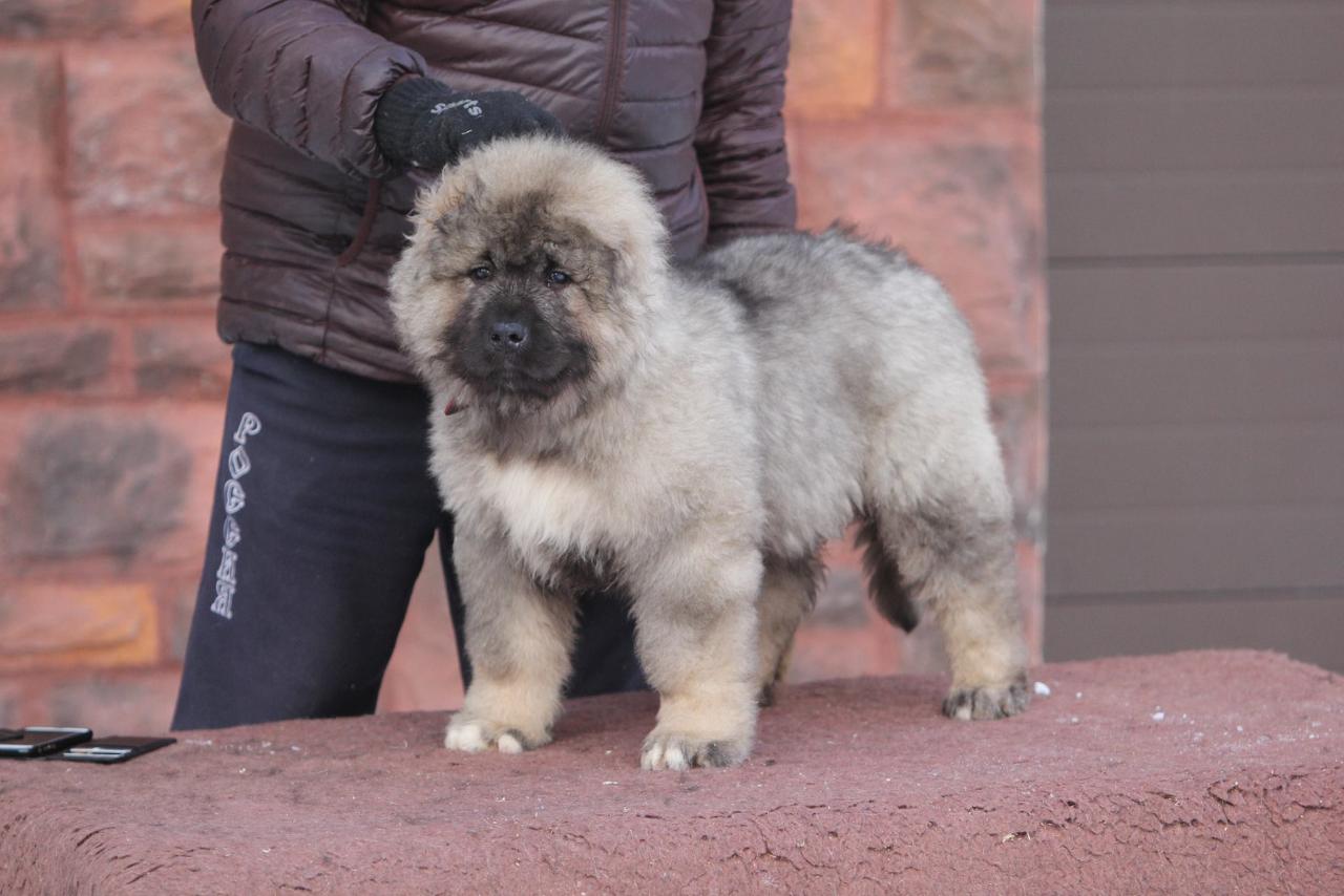 Кавказская овчарка щенок