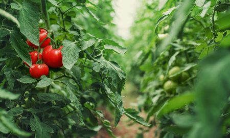 томаты на грядке