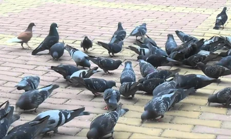 голуби