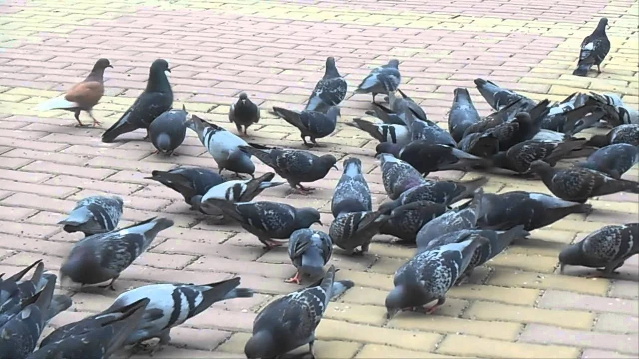 голуби